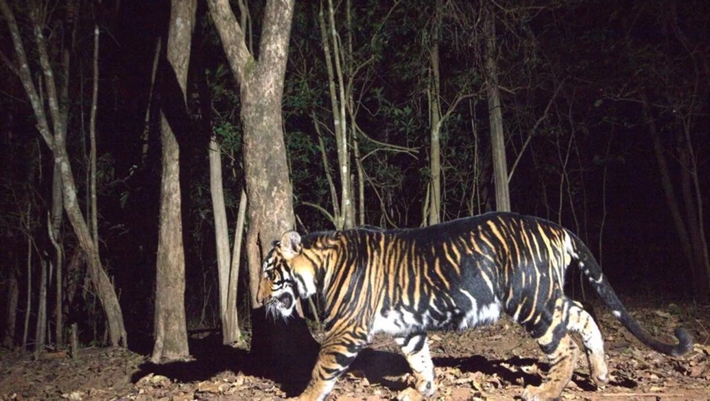 India to start world's first black tiger safari in Odisha; know all about it | Destination-of-the-week News - The Indian Express